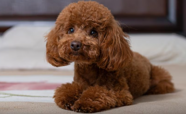 Poodle Image