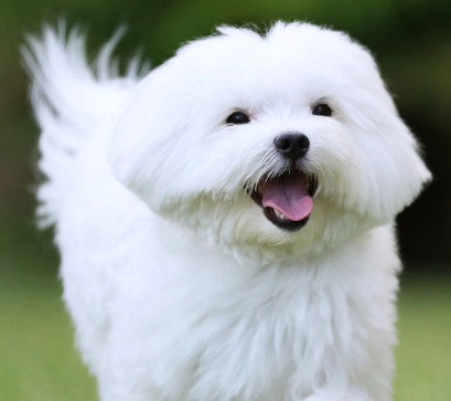 Maltese Image